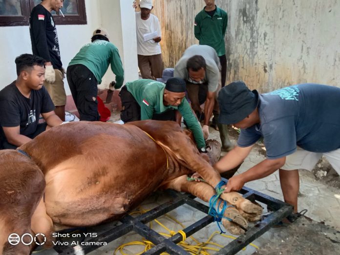 qurban