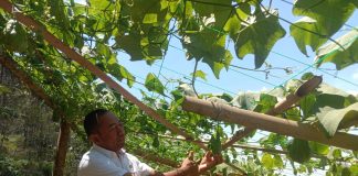 Diversifikasi Pertanian, Pemdes Ngiliran Magetan Dorong Petani Beralih Budidaya Labu Siam Aligator